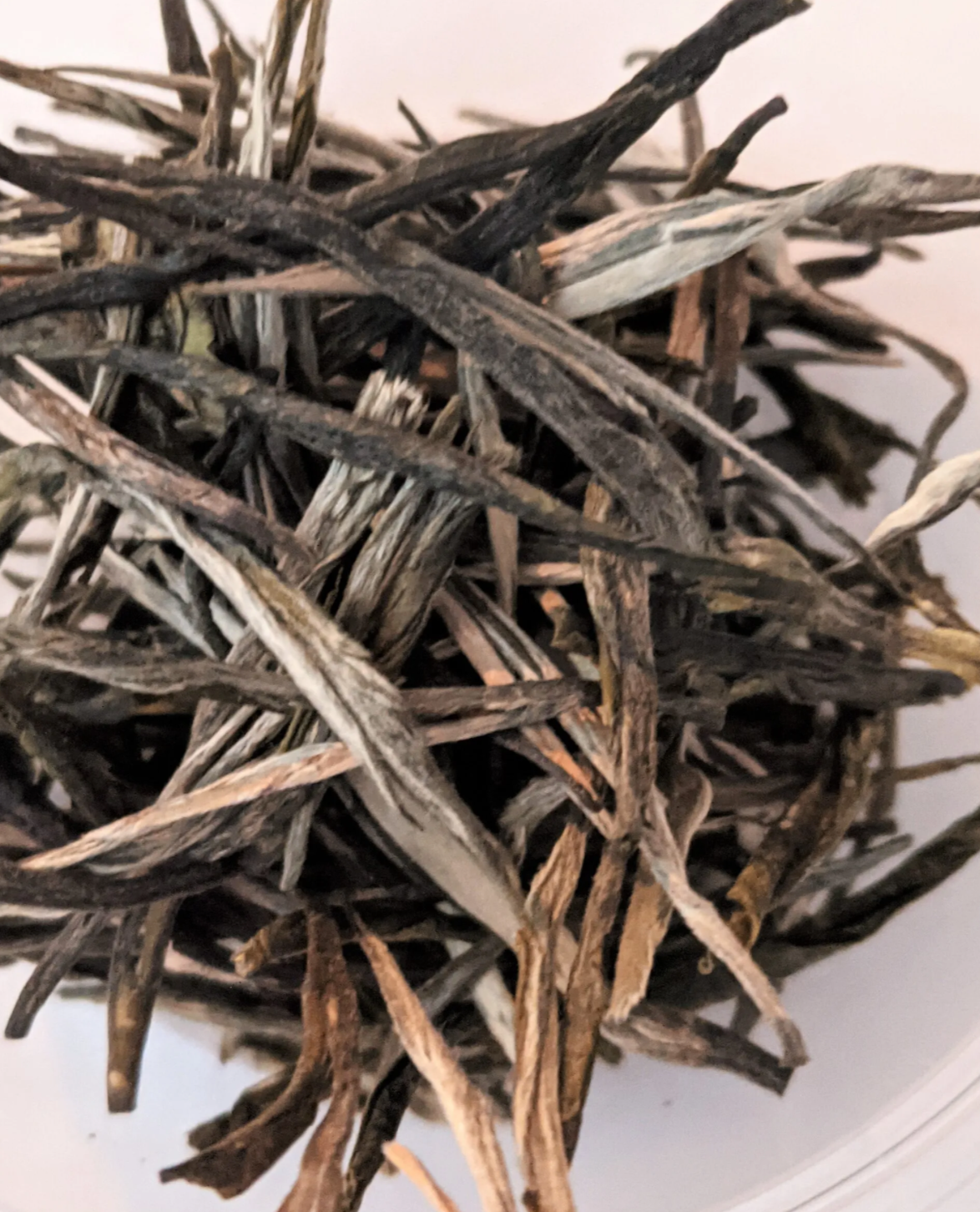 Pine Needle Green